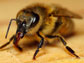 a honey bee