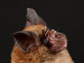 a horseshoe bat