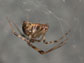 a common house spider, Achaearanea tepidariorum