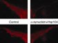 levels of an enzyme