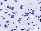 micrograph of human cells