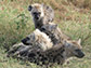 spotted hyenas playing