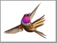 male Inagua Lyretail in flight