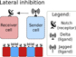 lateral inhibition