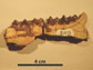 jawbone fossil of the early horse Hyracotherium
