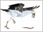 illustration of Jeholornis, a cretacic bird