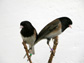 dark-eyed juncos