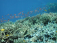 a coral reef in Komodo National Park