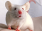 a lab rat