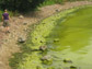 blue-green alga blooms in Lake Taihu