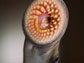 lamprey's jawless suction-cup like mouth