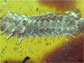 unidentified larva