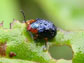 leaf beetle