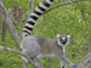 a male ringtail lemur