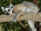 a lemur in a tree