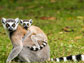 blue-eyed black lemurs