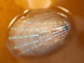 optical structures in the blue-rayed limpet shell