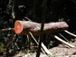 a log