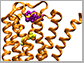 the M2 muscarinic acetylcholine receptor