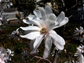 ornamental magnolia