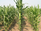 photo showing maize rows