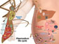 life cycle of the human malaria parasite