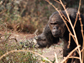 large male chimpanzee in the wild