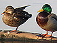 Photo of male and female mallards