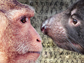 exploring gene regulation in 20 mammals