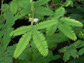 mimosa plant