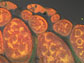 bright areas denote the location of mitochondria