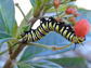 a monarch caterpillar on a tropical milkweed