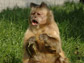 brown capuchin monkey