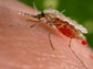 an Anopheles stephensi mosquito