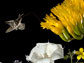 a moth hovering around flowers