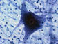 a micrograph of a motor neuron cell