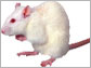 News thumbnail of a mouse