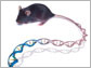 News thumbnail of mouse with double helix tail