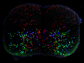 neonatal mouse lumbar spinal cord