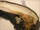 cross section of a mussel shell showing thickness