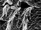 sheets of graphene develop micron-scale wrinkles