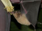 a nectarivorous bat feeding on flowers