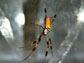 a female Nephila clavipes on her web