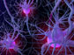 neuron networks in the brain