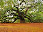 a live oak tree