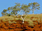 Australia's red-weathered hills