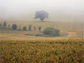 fields in fog