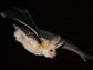 a pallid bat