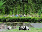 Pandas playing with tourists watching