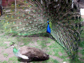 a peacock courting a peahen